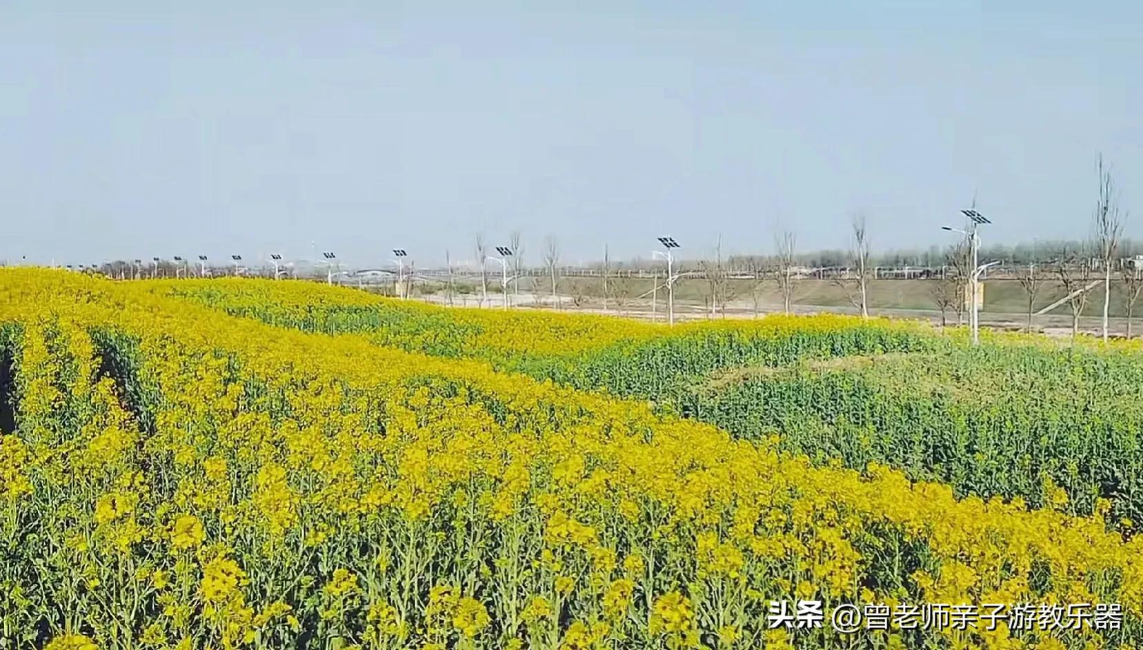 西安油菜花花海,西安看油菜花的地方都有哪些景点