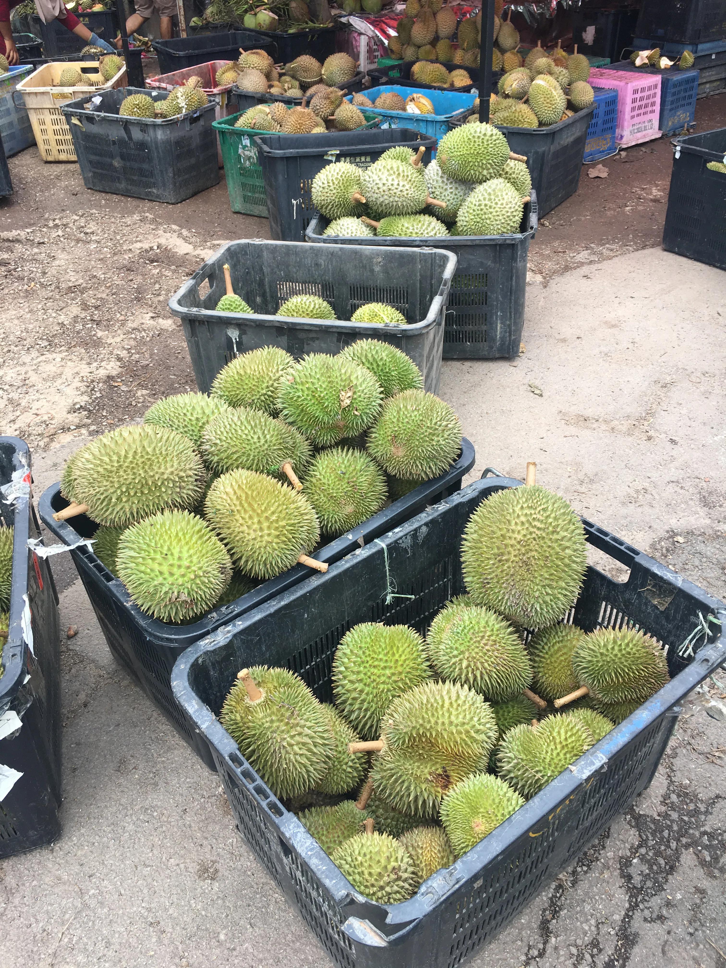 马来西亚的榴莲树多少钱一棵,马来西亚的榴莲产地在哪里