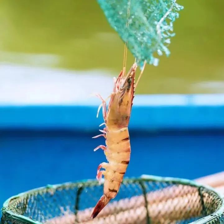 七夕深圳情侣应该去哪里约会,深圳超浪漫的七夕约会圣地推荐