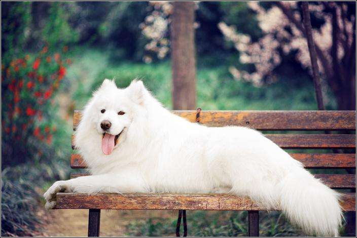 萨摩耶犬公的还是母的,萨摩耶犬怎么养才正确