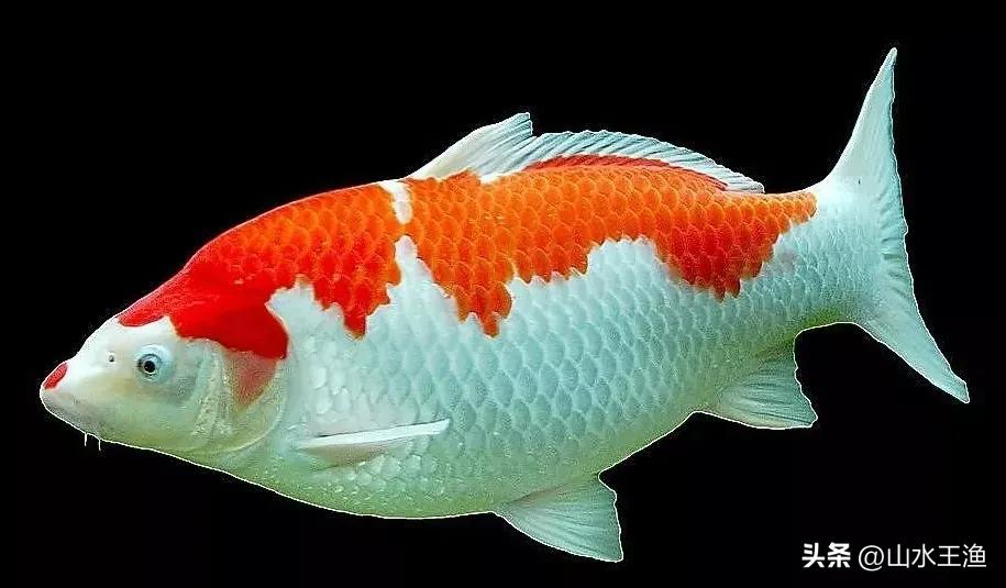 锦鲤1万一条的鱼,一条鱼千亿富翁