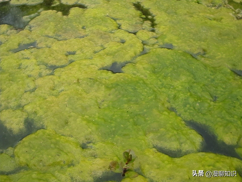 水稻田水绵怎么防治,水绵生物防治