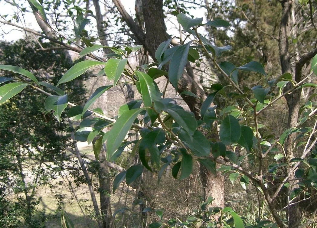 乌饭树果实可以用来染发吗,南烛乌饭树果子能吃吗