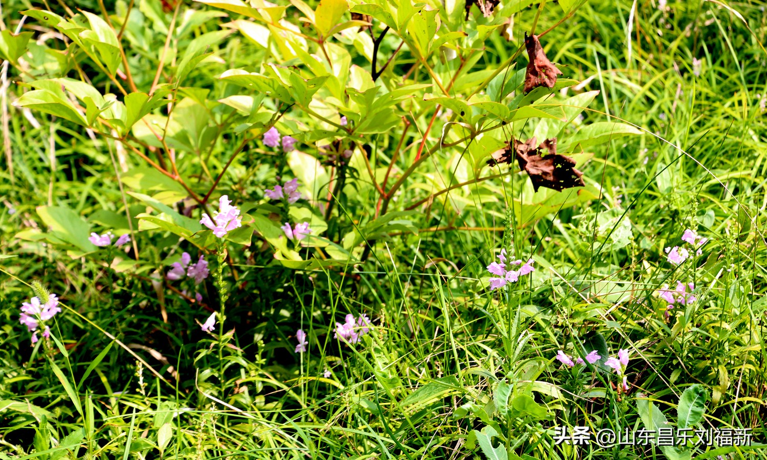 碧水龙庭深圳7栋4单元,顺光风景片拍摄