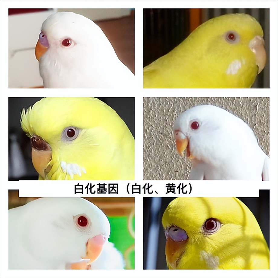 虎皮鹦鹉绿和蓝哪个基因强,虎皮鹦鹉白化红眼基因