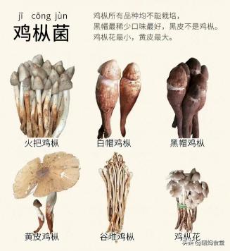 云南常见的野生食用菌大盘点,云南十大野生菌你吃过几种