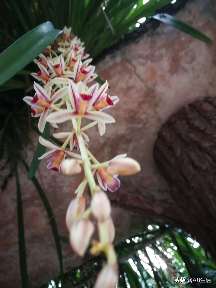 带你认识中华兰花纹瓣兰,顶级纹瓣兰图片