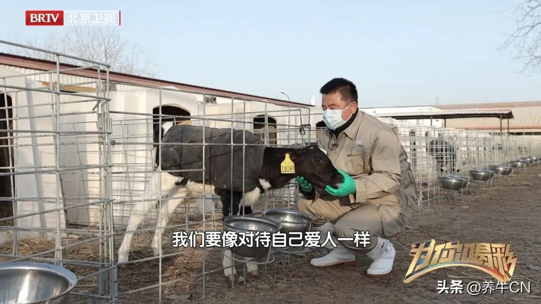 北京卫视｜奶牛育种届的“牛爸爸”麻柱