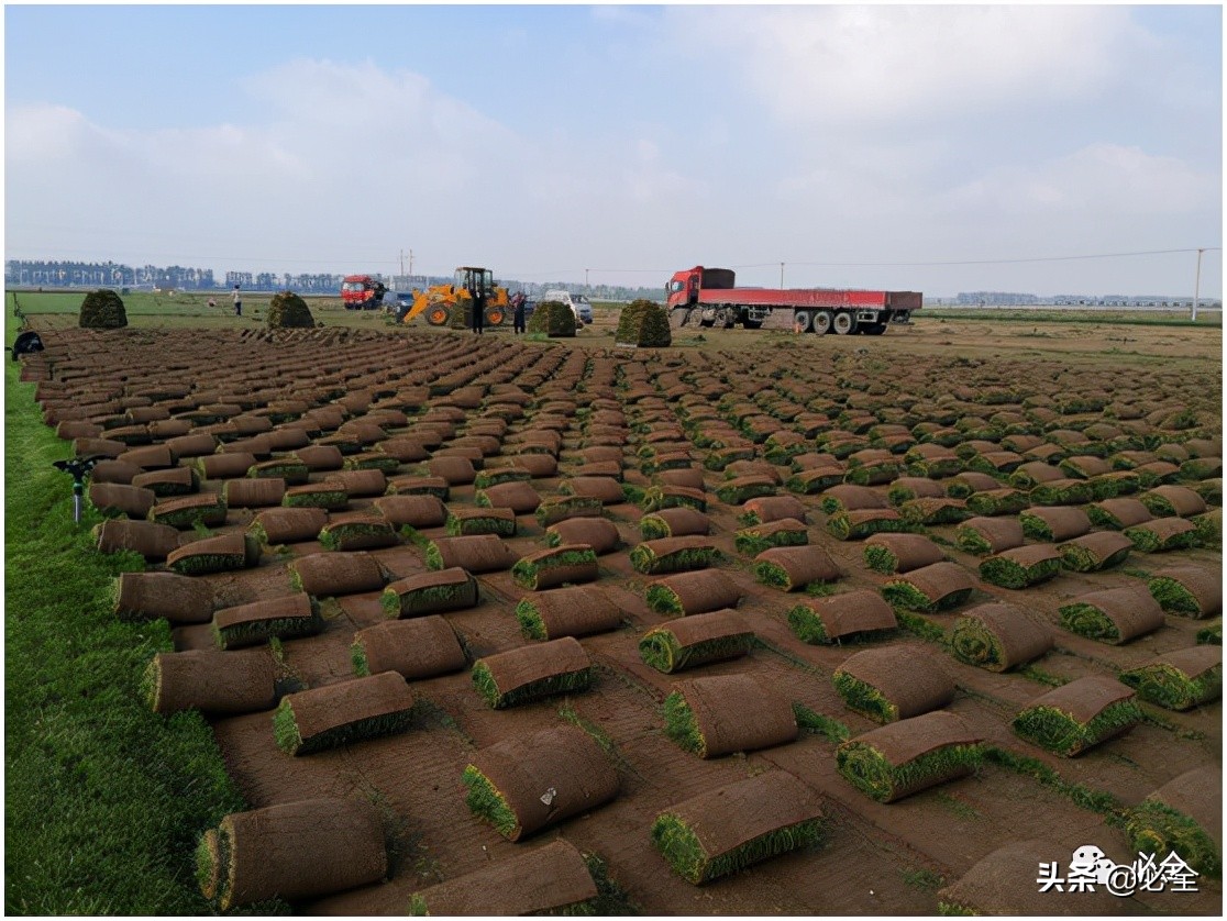 混播草坪搭配比例,草坪为什么要混播