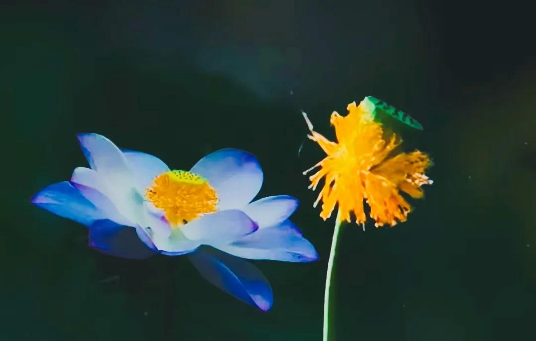 一万株荷花,像闪电绽开,升腾