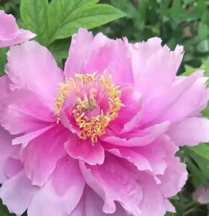 在春暖花开季节遇见浪漫,浪漫总是发生在春暖花开时配音