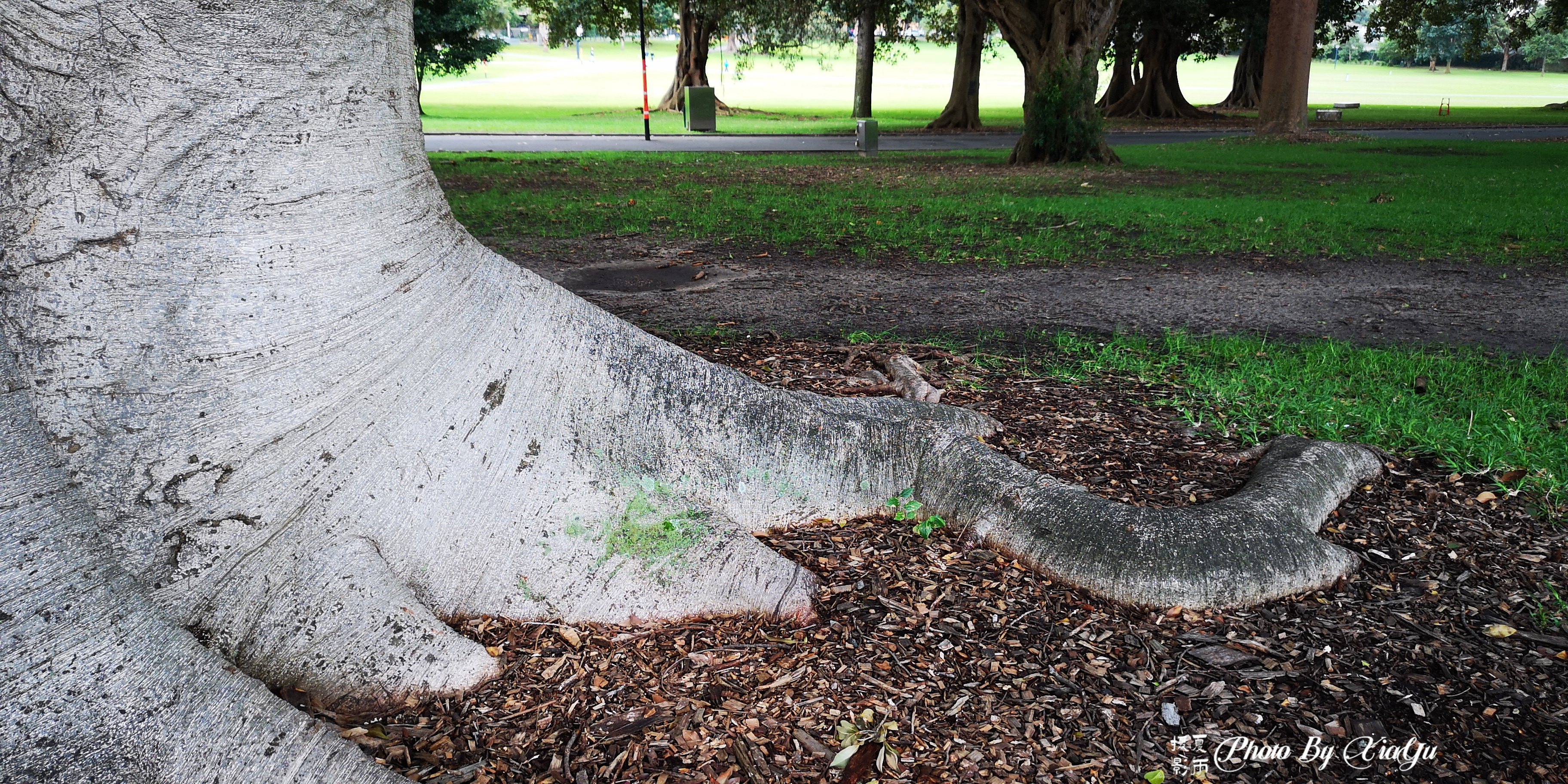 「畅游大洋洲」初识悉尼（五）