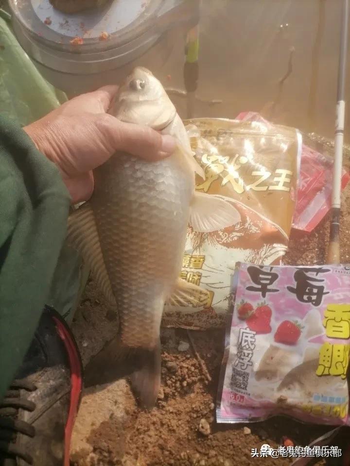 野战之王巨物冬钓鲫鲤如何搭配,野钓之王巨物版能钓鲫鱼吗