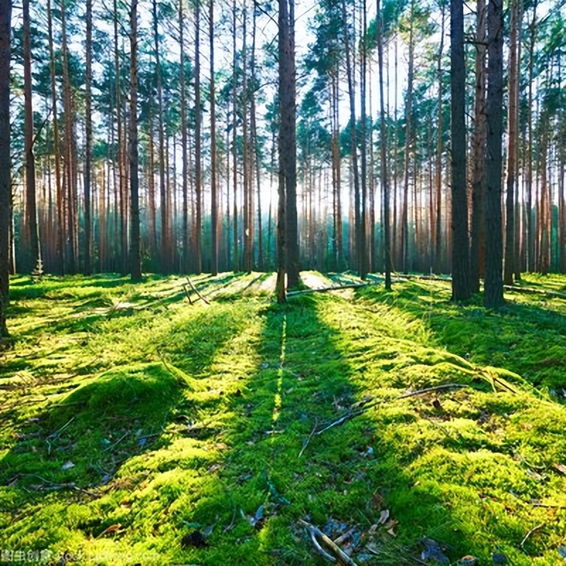 初春最美的十首诗词,春日美景最经典诗词