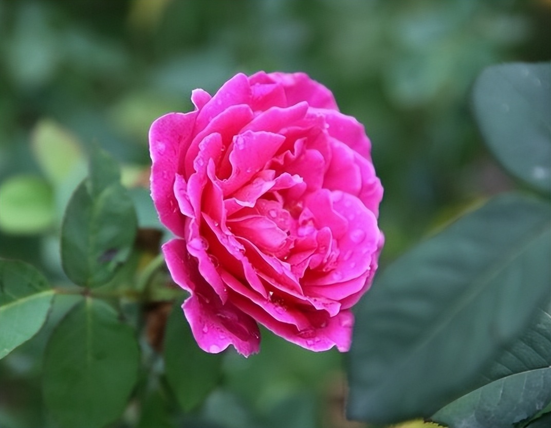 蔷薇花之谜,蔷薇花的传说寓意