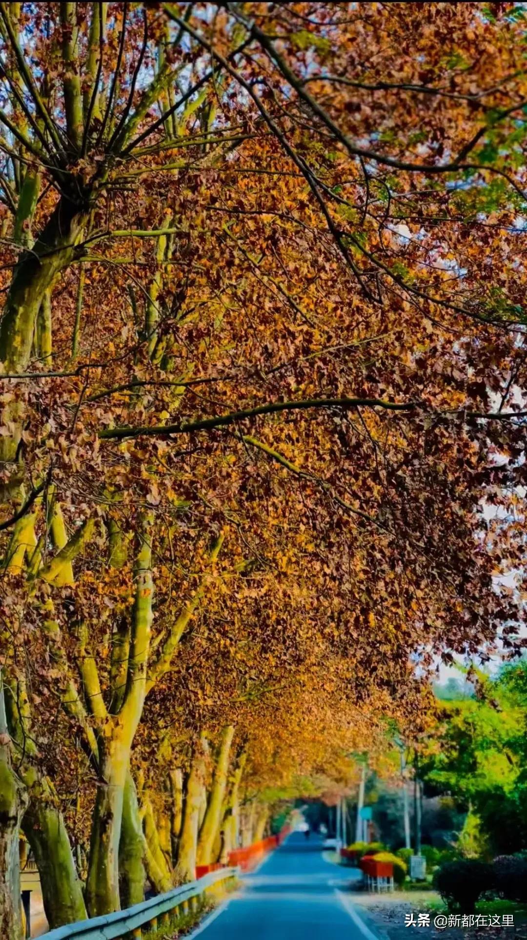邂逅成都的100个生活细节,邂逅成都的一百个细节