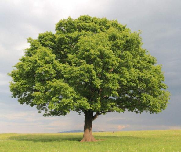 石油是不是远古森林形成的,石油是怎么形成的历史故事