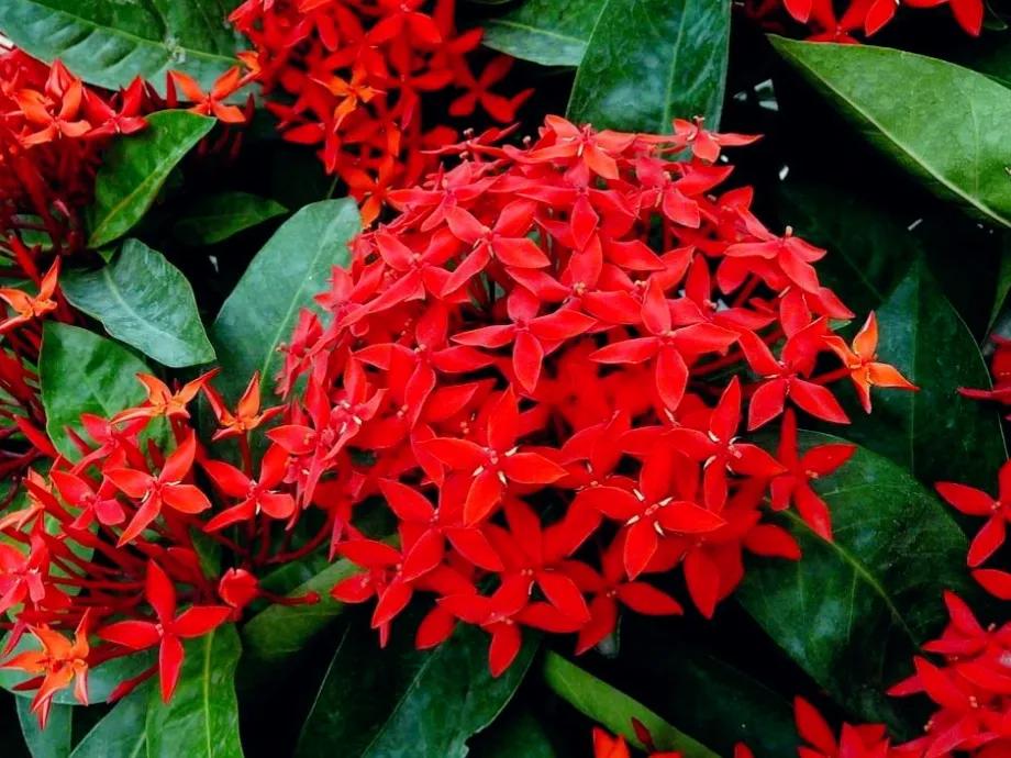 赏花旅游种什么花,春季去公园踏青上百种花让人眼花