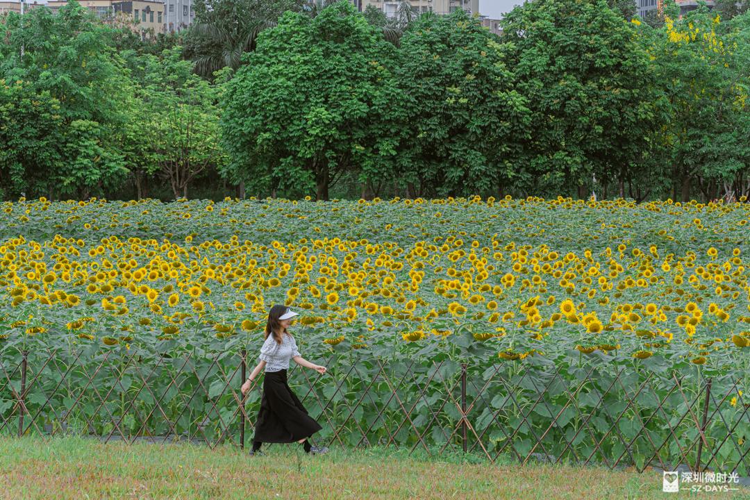 冰雪世界深圳哪来的雪,深圳冰雪世界嬉雪