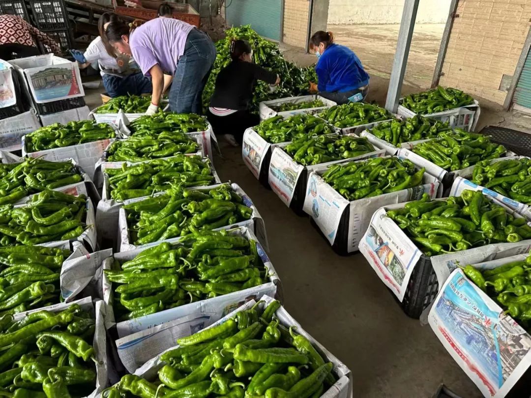 辣椒3块钱一斤挣钱吗,辣椒300元一斤