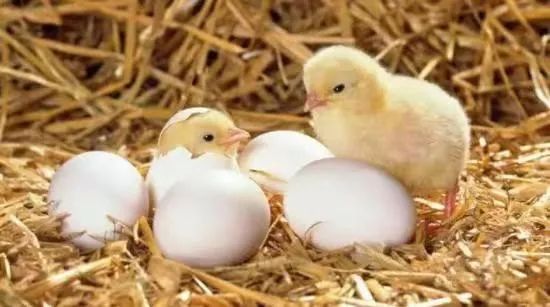 公鸡母鸡恩爱逛街,公鸡母鸡恩爱视频绿幕素材