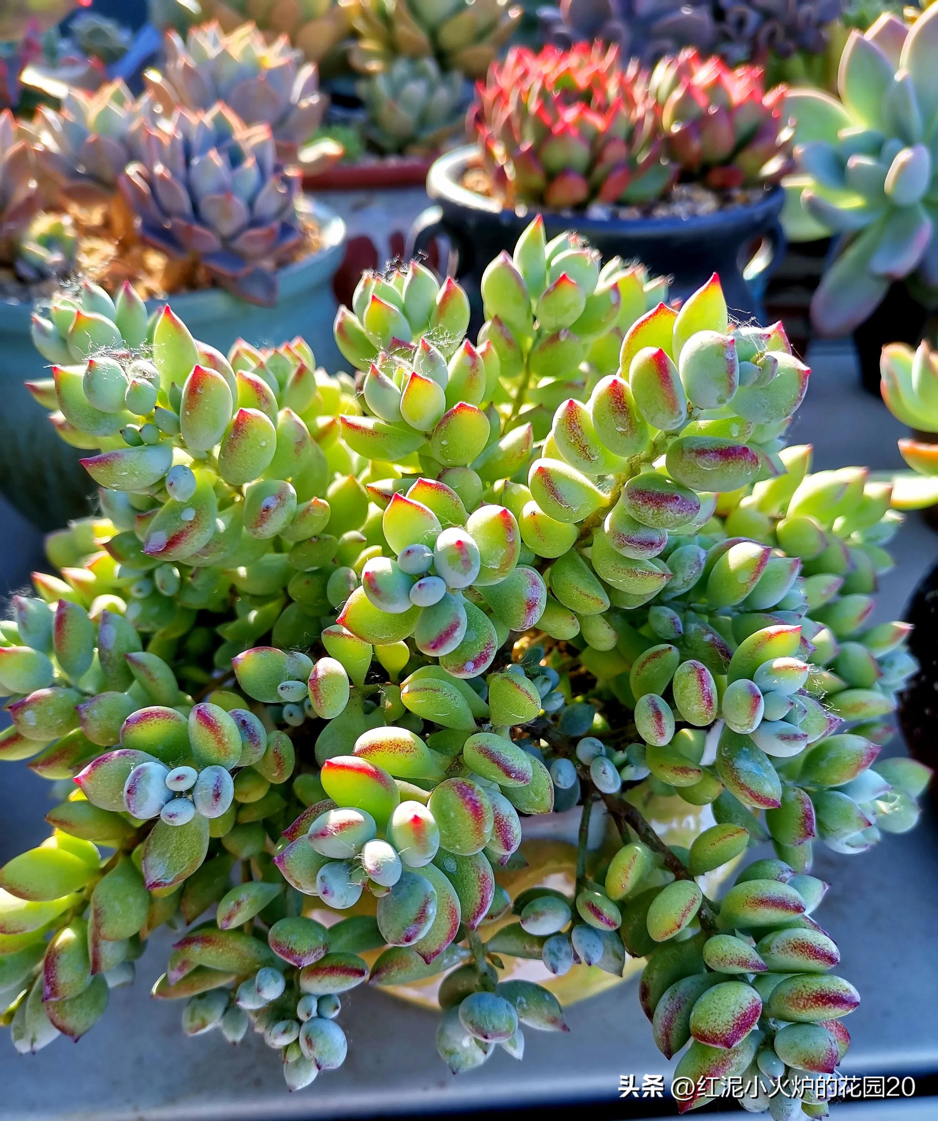 说说你生活中踩过的坑,那些年我踩过的坑原视频