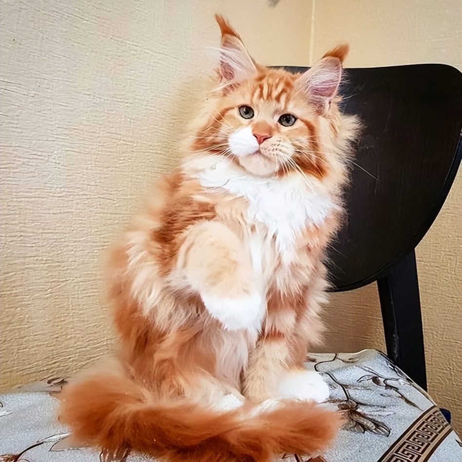 巨人缅因猫棕白,缅因猫温柔巨人