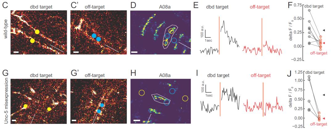 3iPhasor三维全息光刺激模块助力开创光遗传学研究新范式