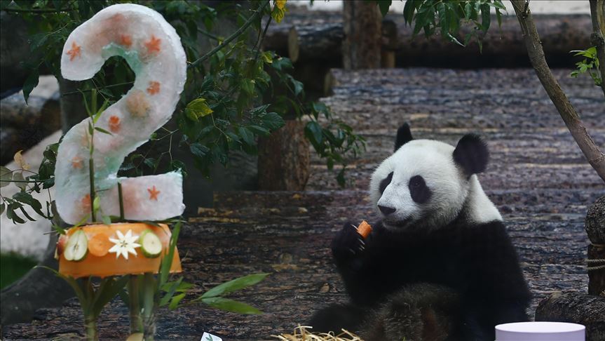 顿顿有鲜竹!旅俄大熊猫变“功夫熊猫”,网友:养熊人家是专业的