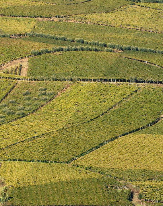 果香浓郁的半甜白葡萄酒,意大利撒丁岛最好的白葡萄酒