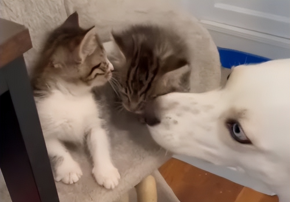 铲屎官养仓鼠捡到了一只狗,铲屎官捡回一只流浪猫