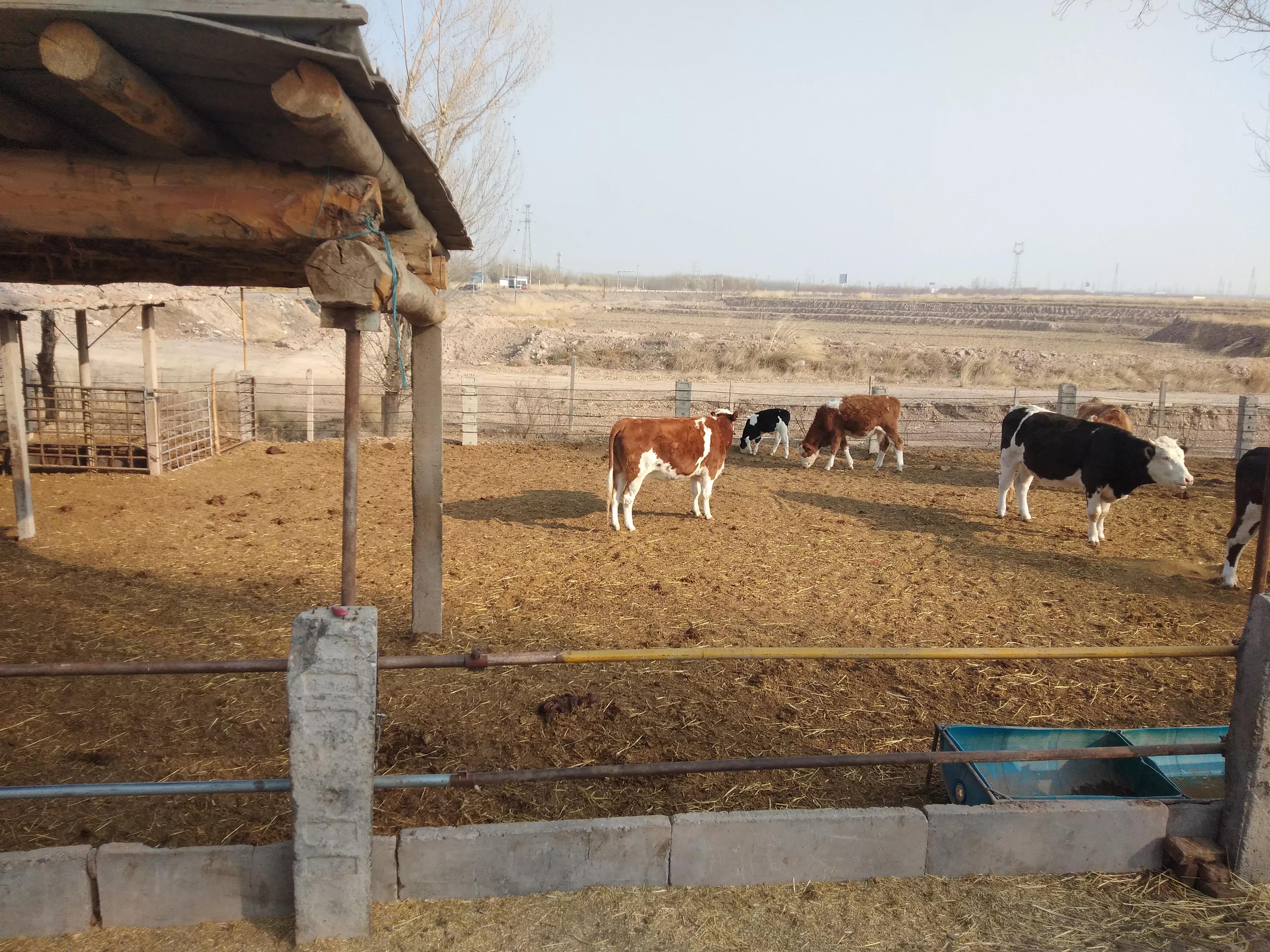 为什么现在养牛比养羊挣钱多,养羊养牛哪个越养越不穷