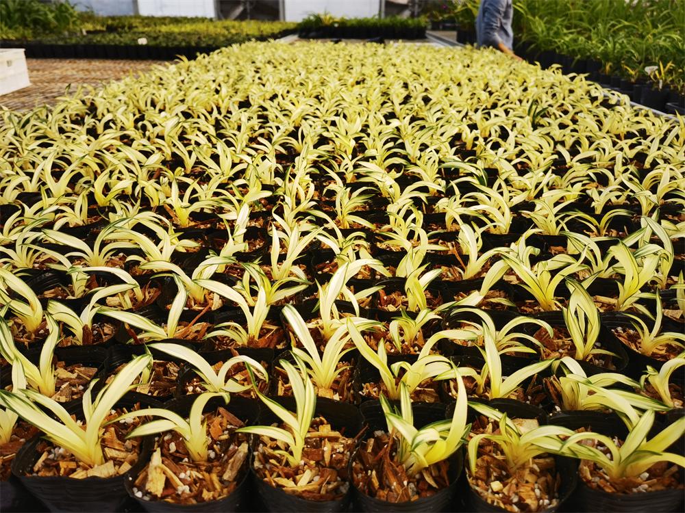 灞变笢鍥藉叞绉嶈嫍,100涓囦竴鑻楃殑鍏拌姳绌剁珶鏄粈涔堜汉鍦ㄤ拱