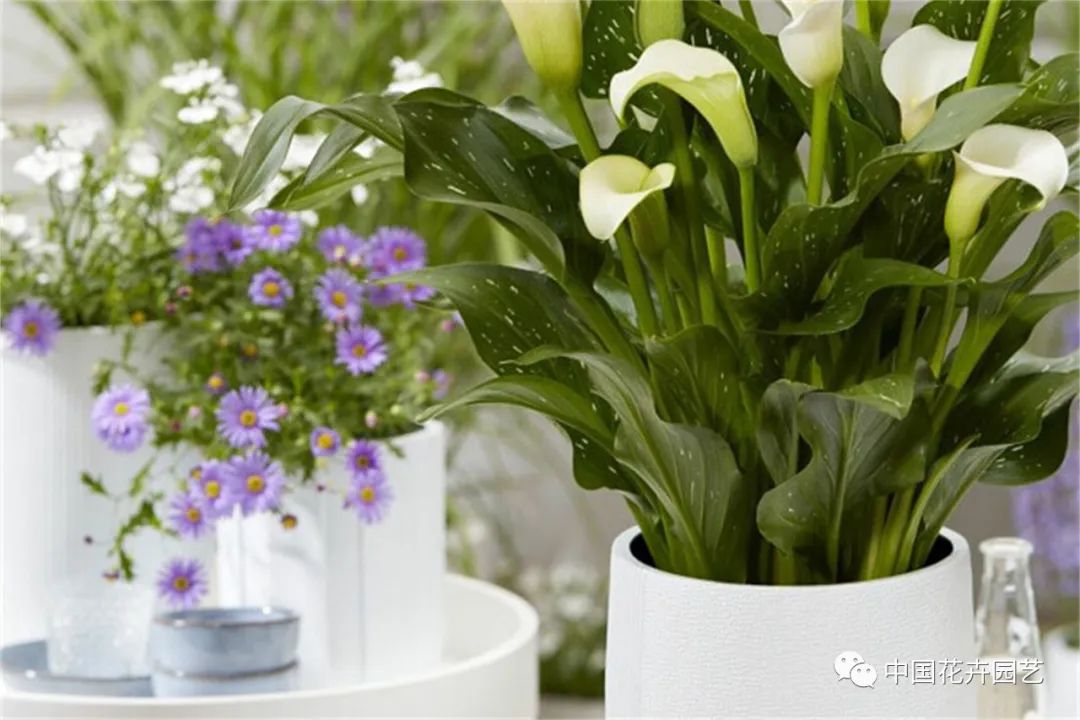 鑺卞崏鍝佺灞曠ず,鏂颁紭鑺卞崏鍝佺灞曠ず