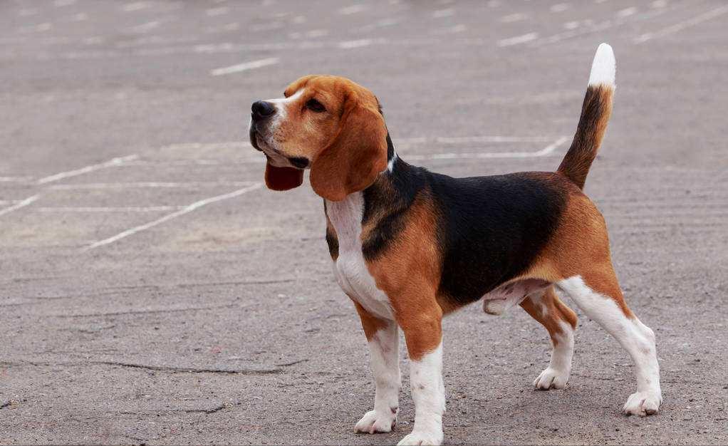 相狗经哪种土狗最好,老祖宗留下来的选狗秘诀