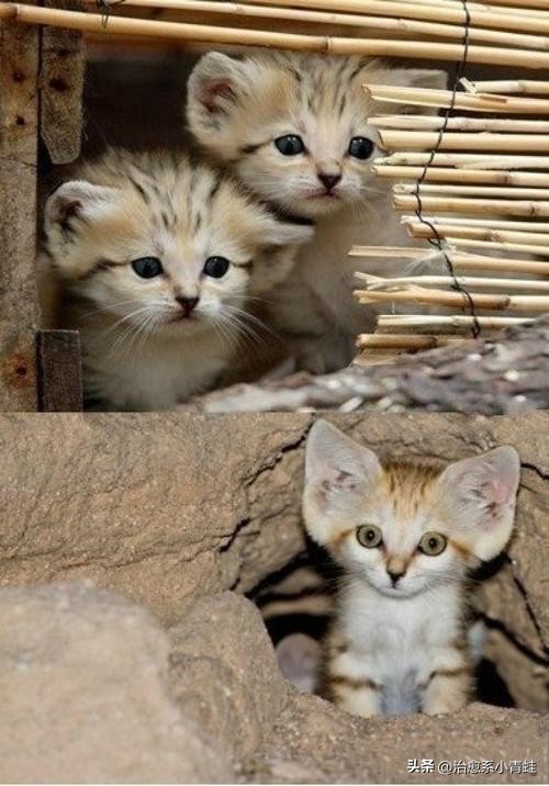 巴基斯坦猫价格,巴基斯坦砂猫多少钱一只