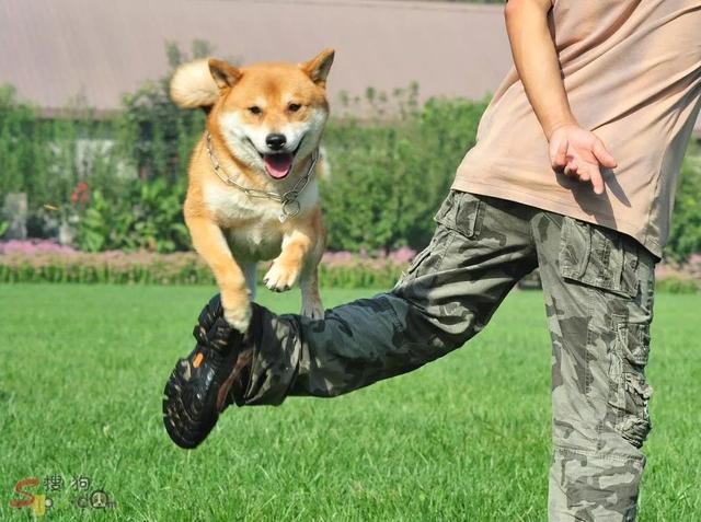 想让狗能听懂你的话怎么办,想让狗狗听人话