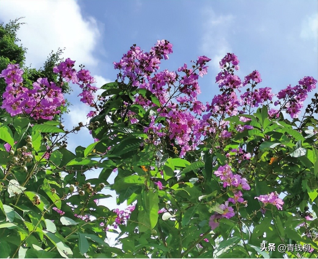 独家揭秘南国花城夏季四季惊艳