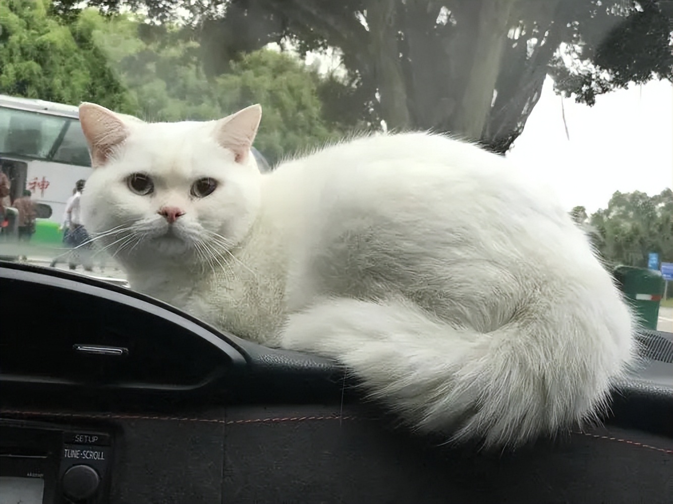 怎么在朋友圈发布卖猫文案,没有能力养猫想卖猫的文案