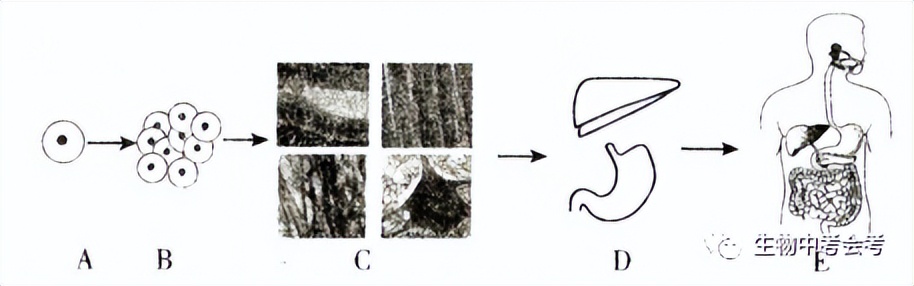初中生物会考试卷复习视频,中考会考生物试卷