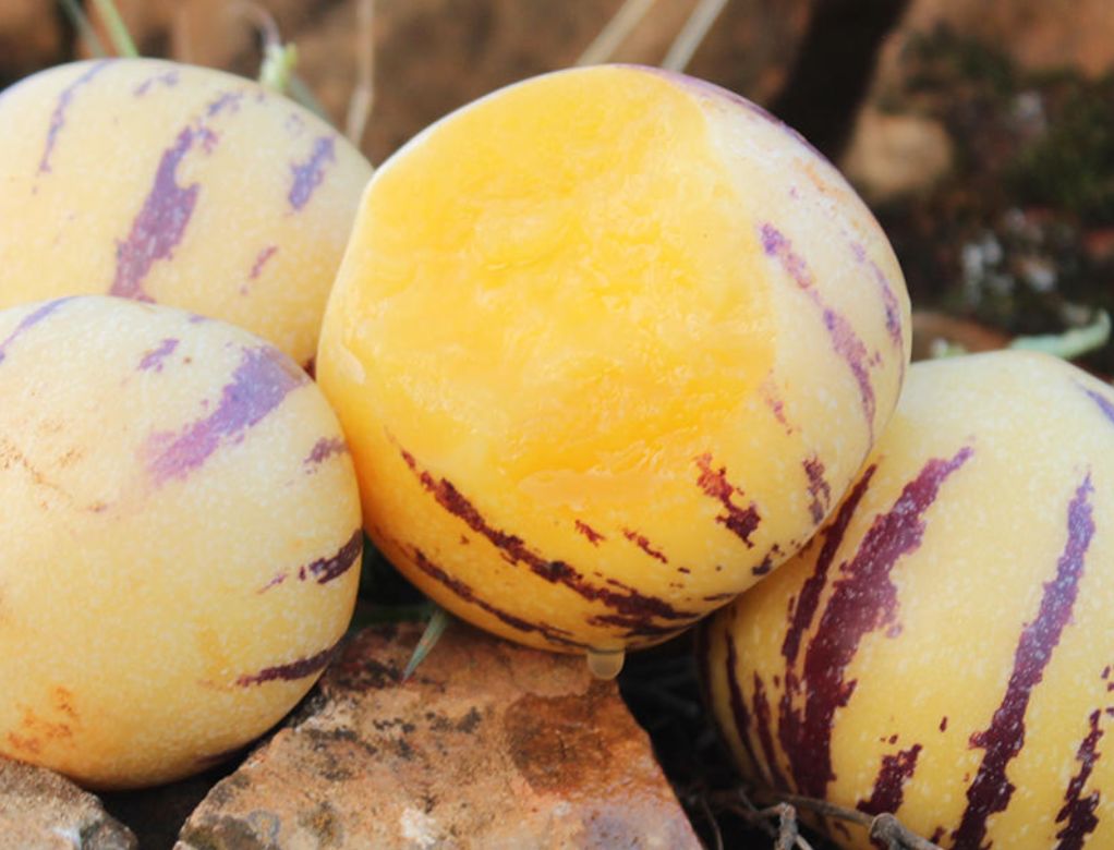 哪种人参果口感最好,水果人参果东方甄选