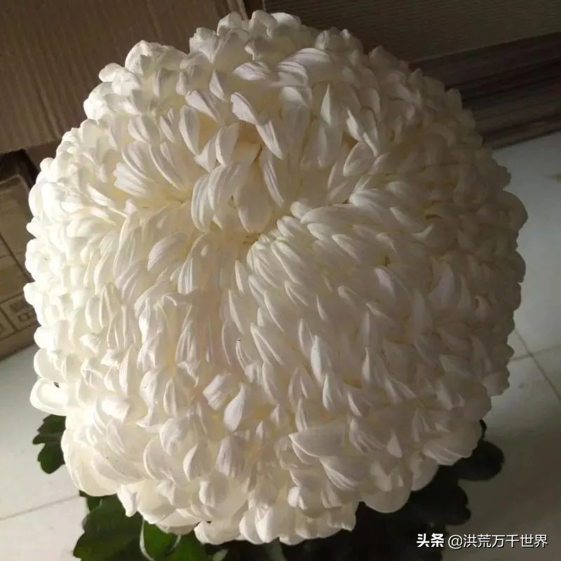 中国十大稀有珍贵菊花品种图片,一年四季开花的菊花有哪些品种