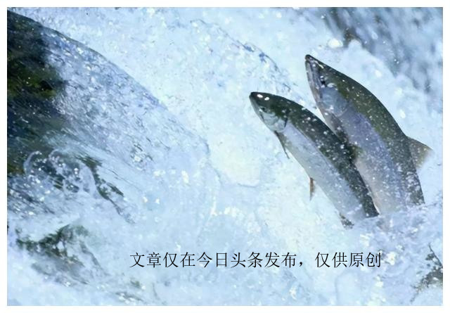 为何动物园不给老虎喂猪肉，吃猪肉有何危害？老虎尸体怎么处理？