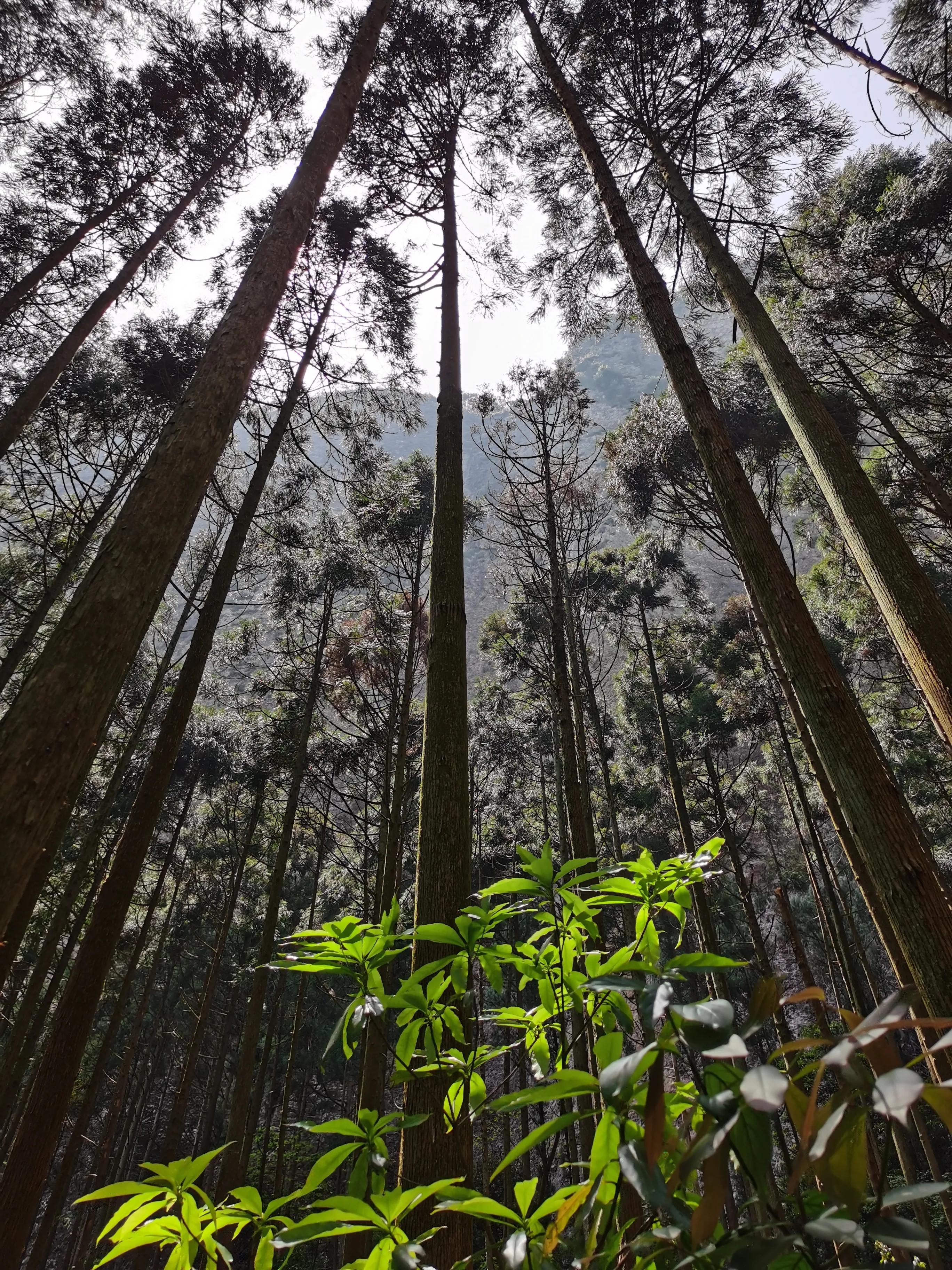 温州雁荡山天下奇秀,雁荡山两日游
