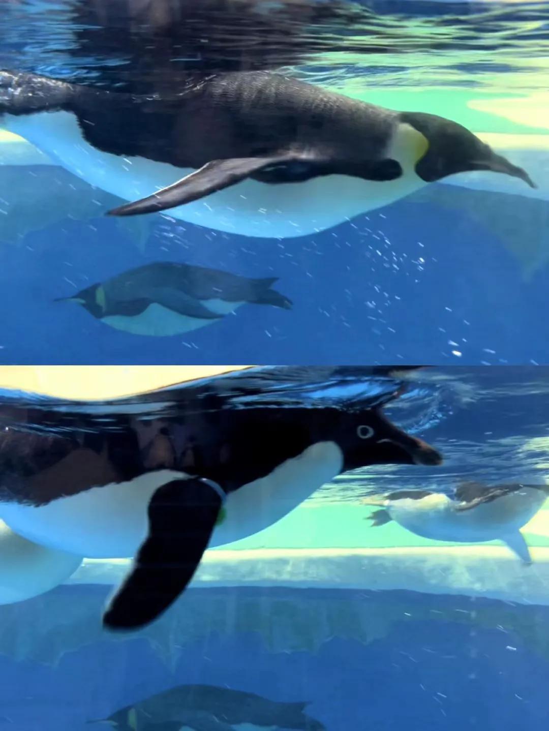 海昌极地海洋公园99元夜场票,海昌海洋极地公园攻略