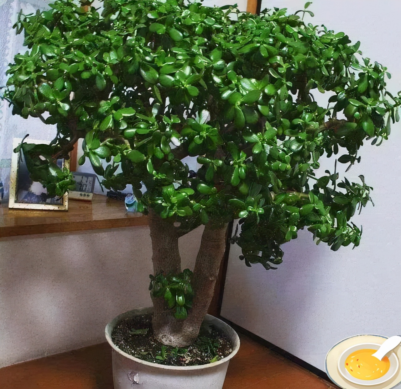 客厅养树十有九富,客厅十大吉祥树排名