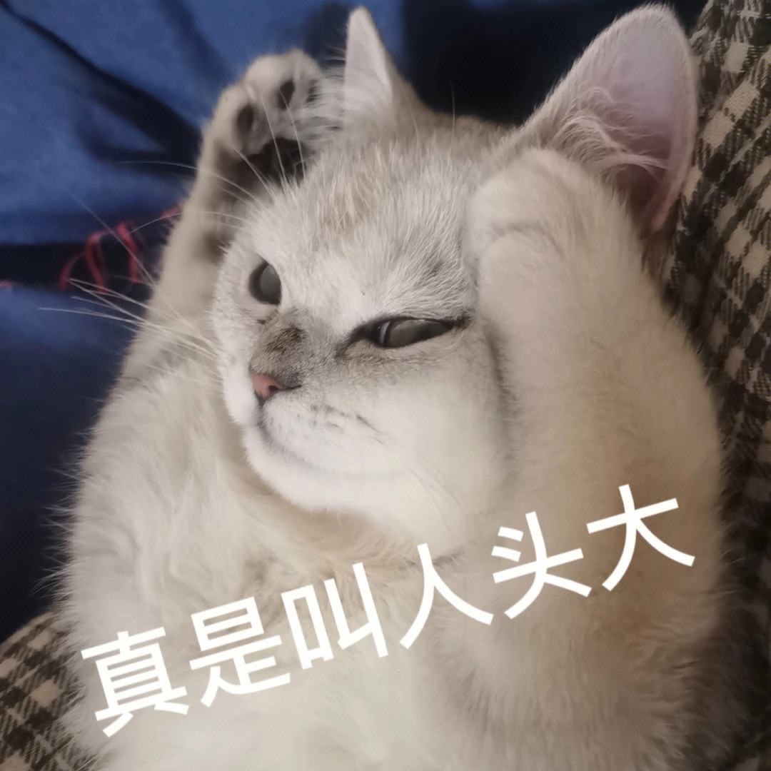 猫咪越养越瘦是什么原因,猫咪胃口不好越来越瘦是怎么回事