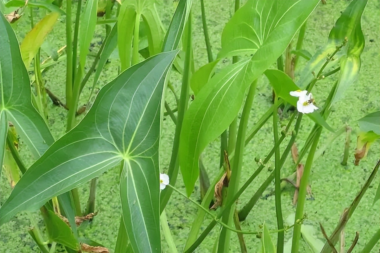 植物识别小口诀，总结的太全了！