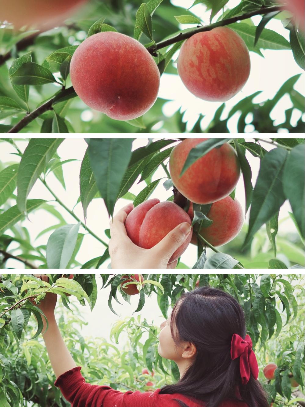 “min”甜爆汁！西瓜、蓝莓、桃子......彭州今夏水果新鲜开摘喽