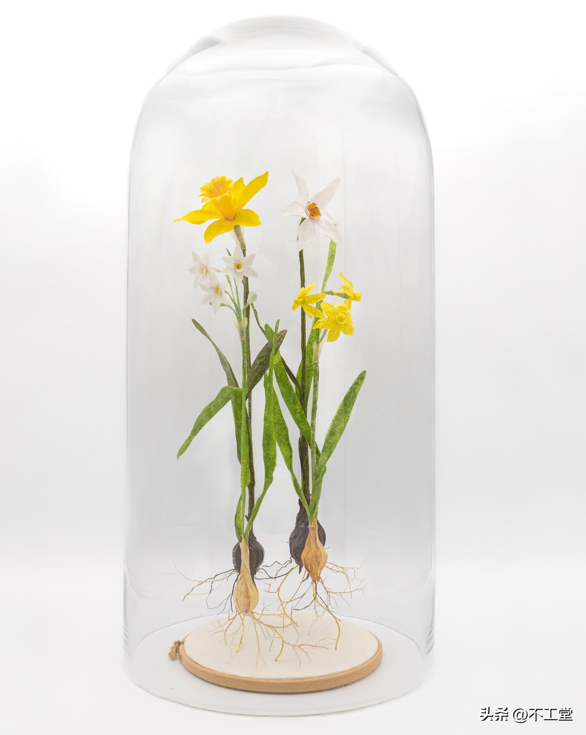 用植物标本做手工,手工压花康乃馨植物标本